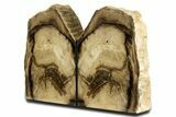 Tall Petrified Wood Bookends - McDermitt, Oregon #344136-1